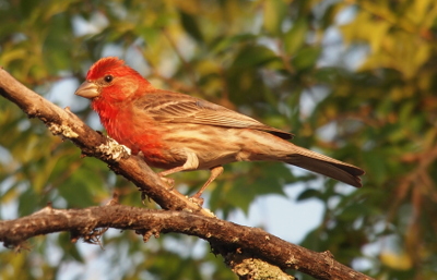 [A side view of the male as he faces left. His head and stomach are red. His beak, his legs, parts of his cheeks, and the rest of his body are shades of brown with some tan striping.]